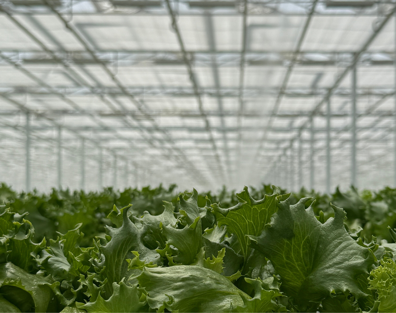 Greenhouse crop under controlled automation environment